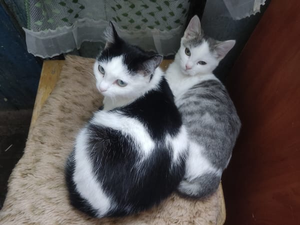 Cats relaxing on cozy surfaces, caught in a quiet moment