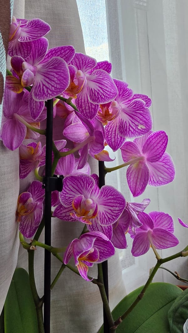 Blooming pink-purple orchids documented in London garden display