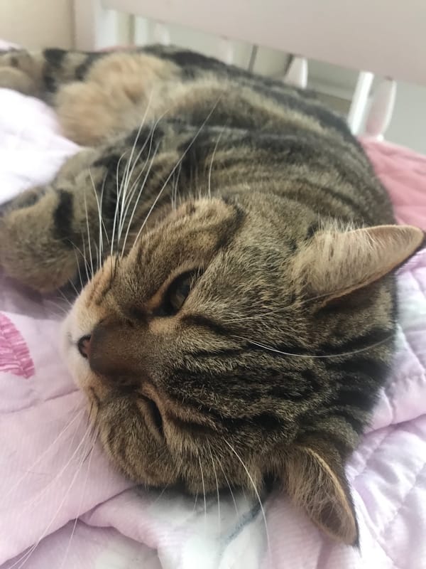 Tabby cat rests on blanket in Volgograd home