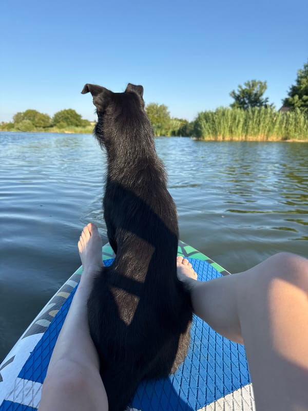 Dog and paddleboarder cruise a Russian waterway together