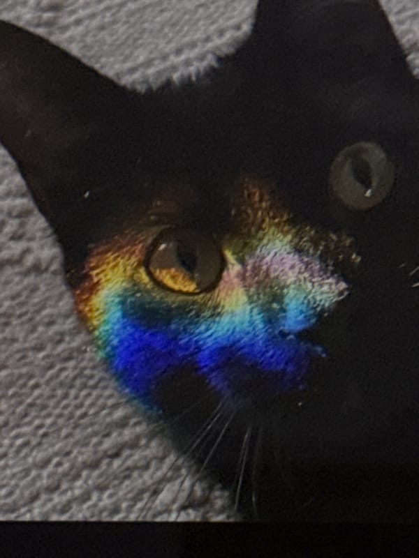 Black cat, collectibles, and home life in one afternoon