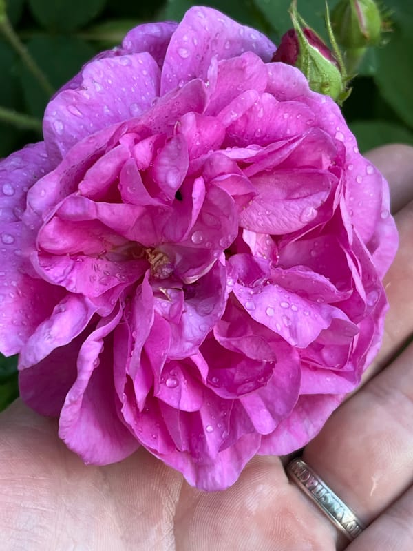 Garden exploration captures roses, chihuahua, weather vane after rain