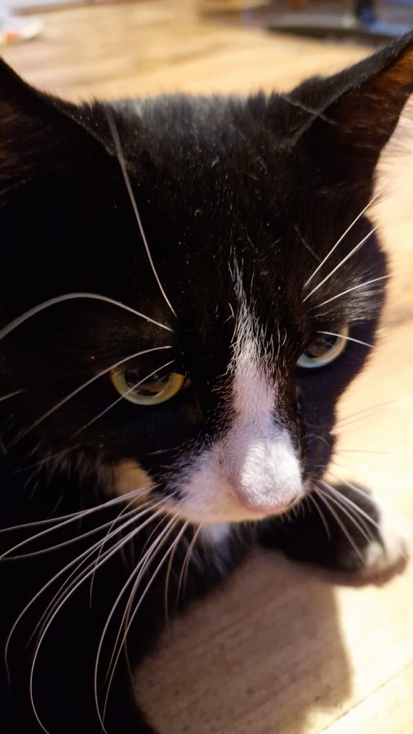 Close-up portrait series of a black and white cat in Riga