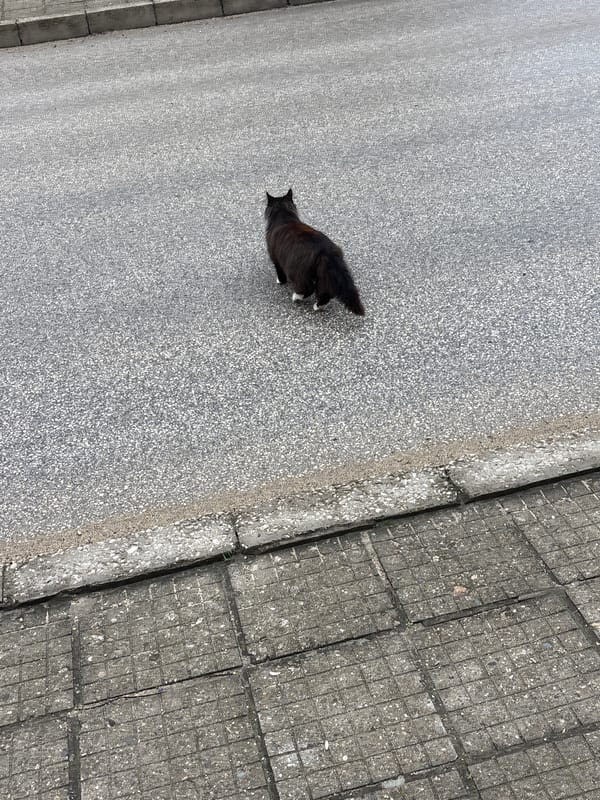 Cat spotted on street in Tryavna, Bulgaria