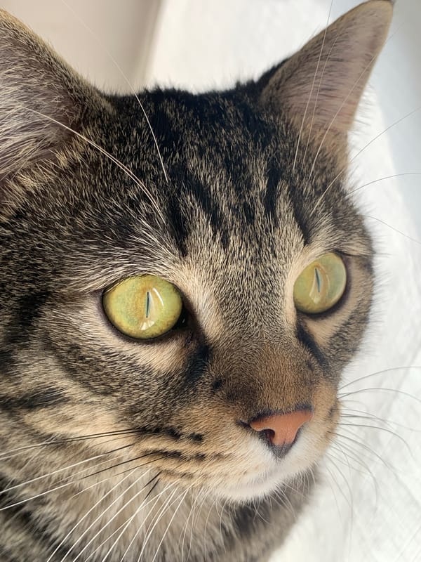 Tabby cat's lazy morning at home with neighborhood glimpses