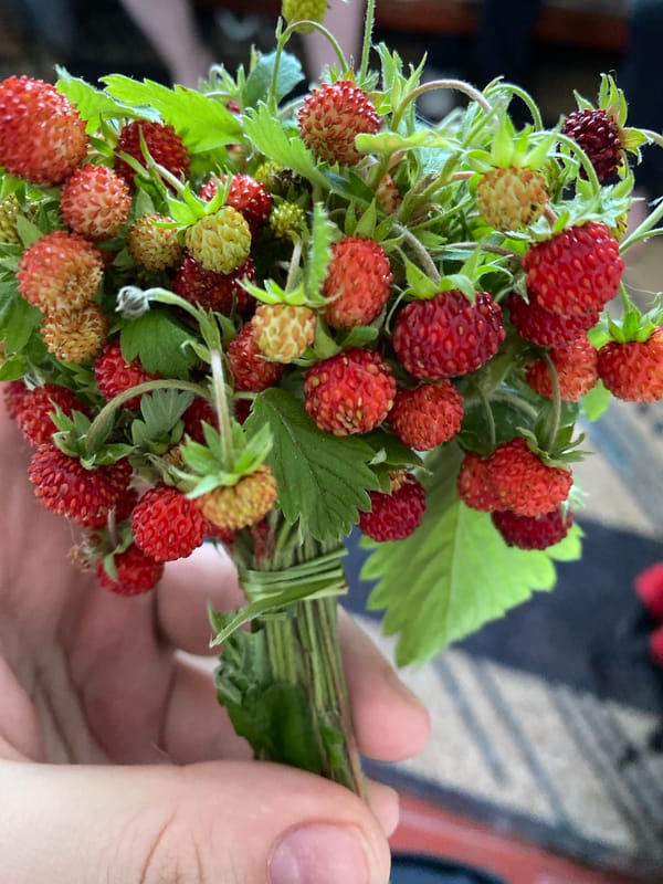 Quiet afternoon at home in Pakhynia — cats, strawberries, small things