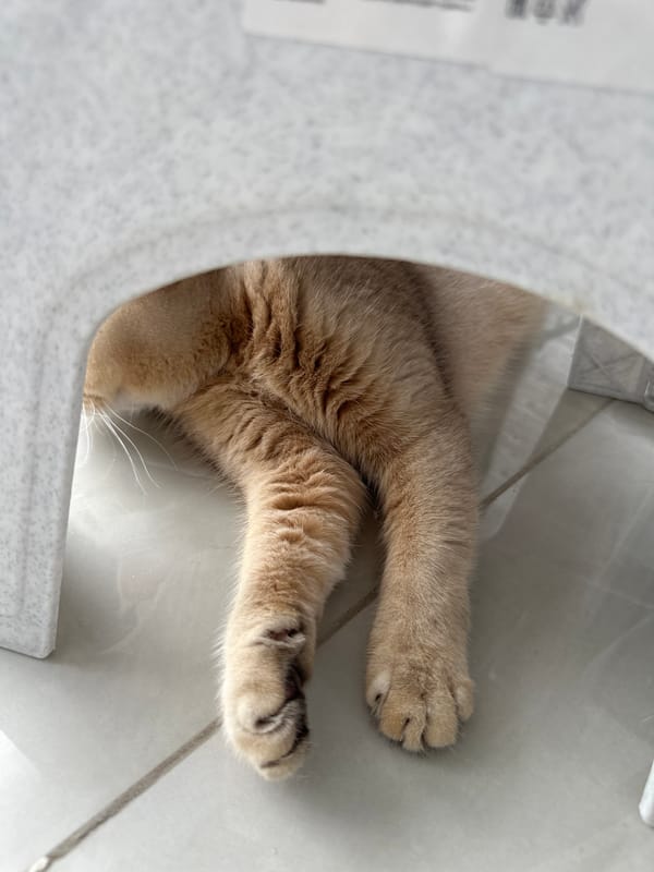 Cat seeks shelter in small spaces during morning hours