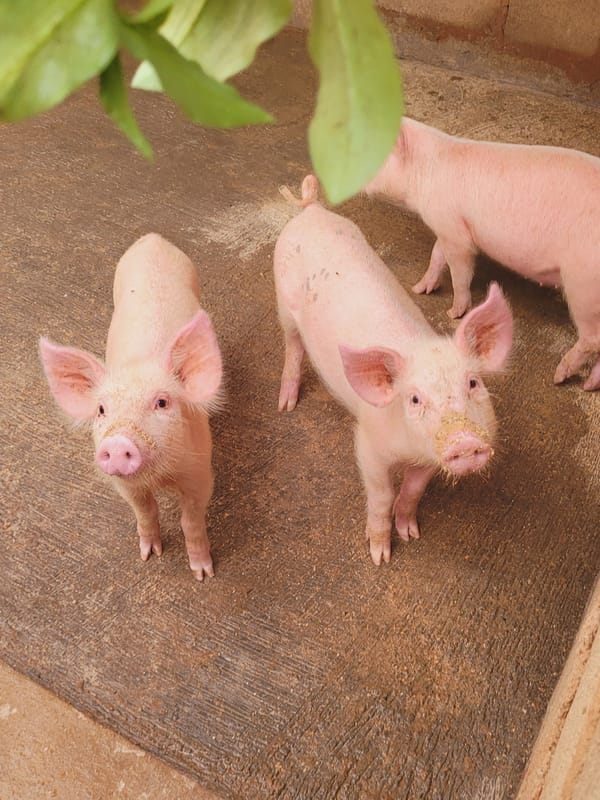Pig farming activity documented in Bukuru, Nigeria