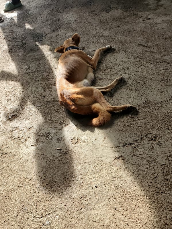 Dog resting on sunny concrete beside a patchy grass area
