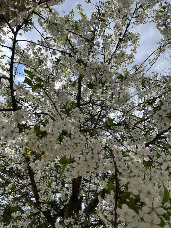 Spring blooms captured in Karlovo, Bulgaria