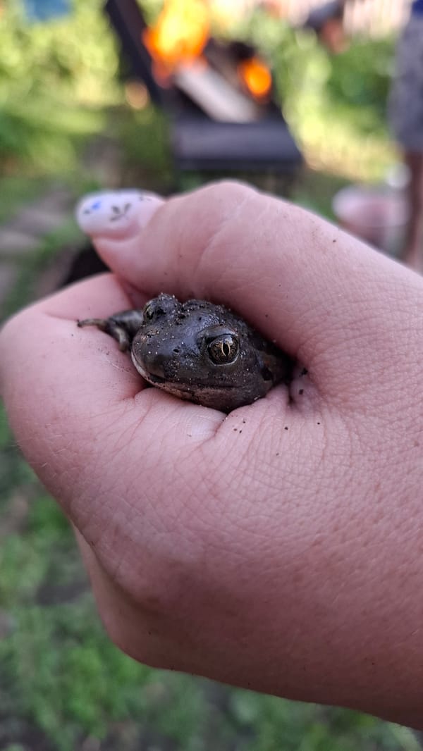 Close encounter with small frog in Tolyatti