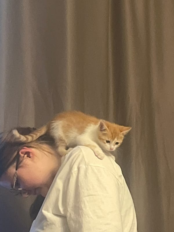 Ginger kitten's first evening home in Svietlahorsk