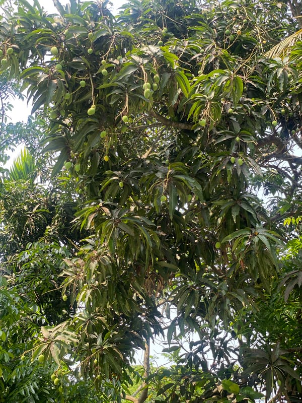 Morning garden documentation captures mango trees and vegetation in Bangladesh