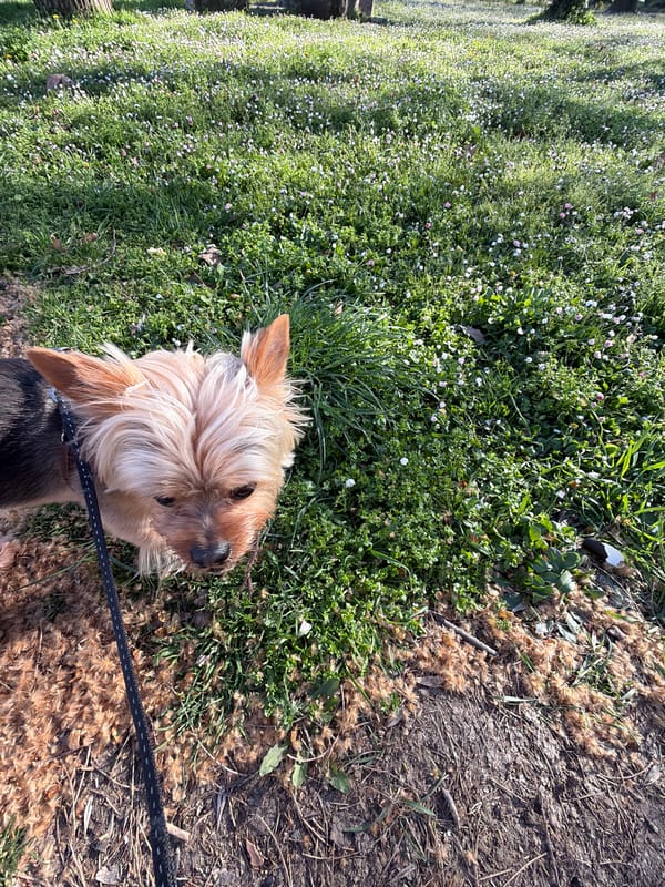Spring Morning Dog Walk Amid Wildflowers in Plovdiv Park