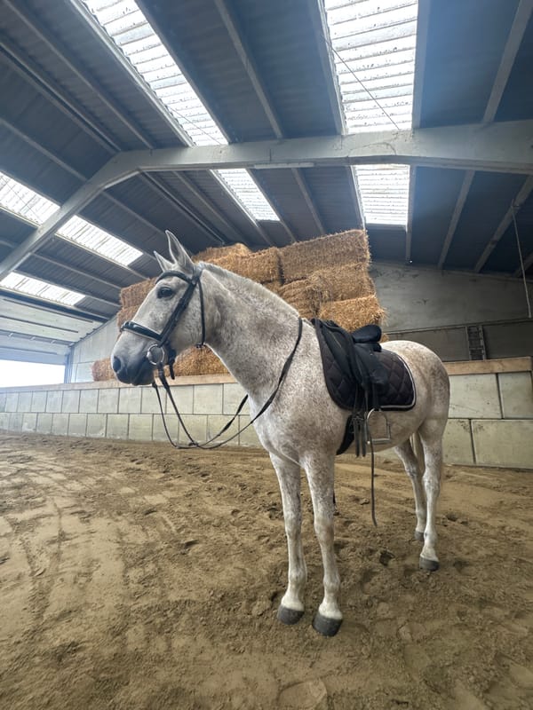 Saddled gray horse stands quietly in Belgian riding arena
