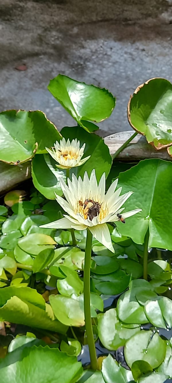 Early morning tropical flora and coastal scenes documented Thailand