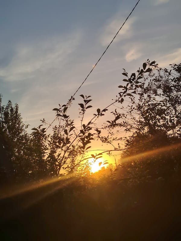 Evening nature moments documented in Podolsk, Russia