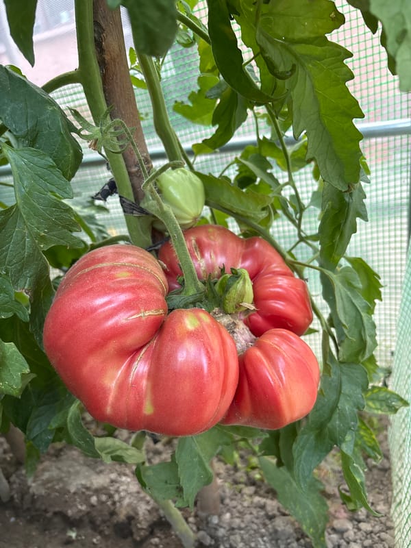 Ripe heirloom tomatoes on the vine in a Svilengrad greenhouse