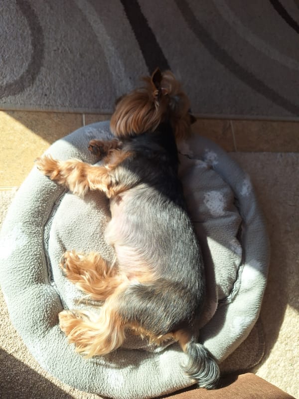 Yorkshire Terrier rests on dog bed in Montana, Bulgaria