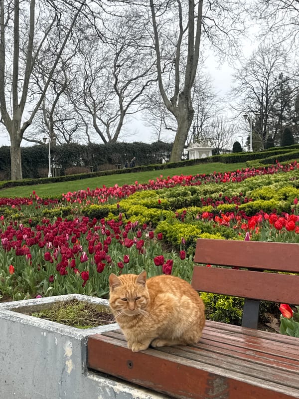 Spring day brings visitors to Istanbul's blooming parks