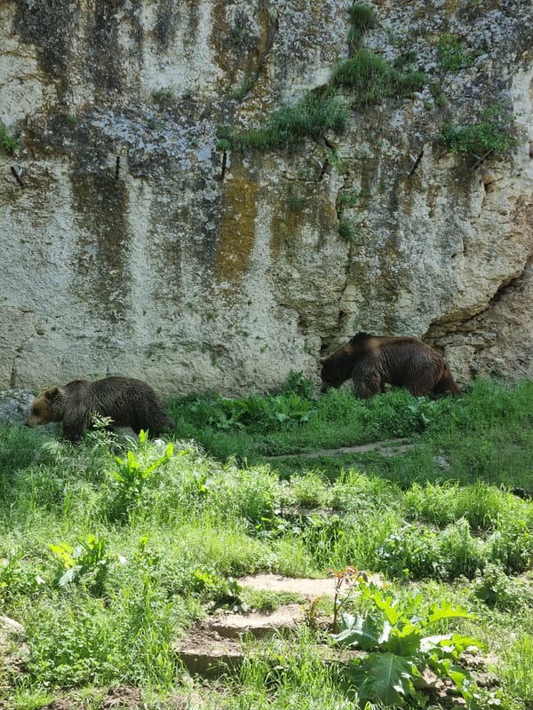 Brown bears observed at Pleven zoo enclosure