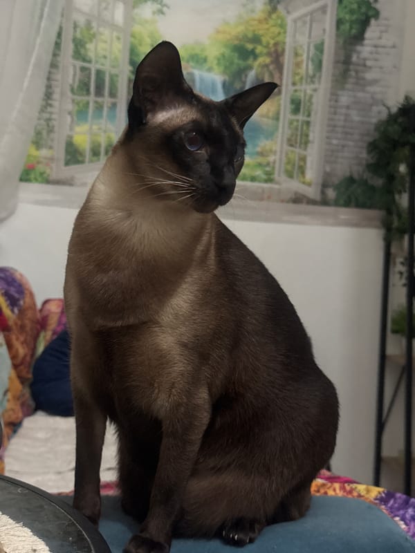 Multiple cats photographed indoors in Ramat Gan residence