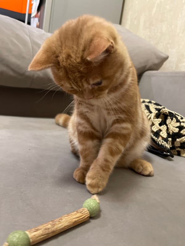 Orange tabby kitten plays and relaxes at home in Kommunarka