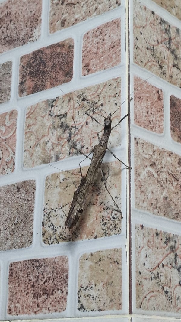 Stick insect spotted on wall in Thai village