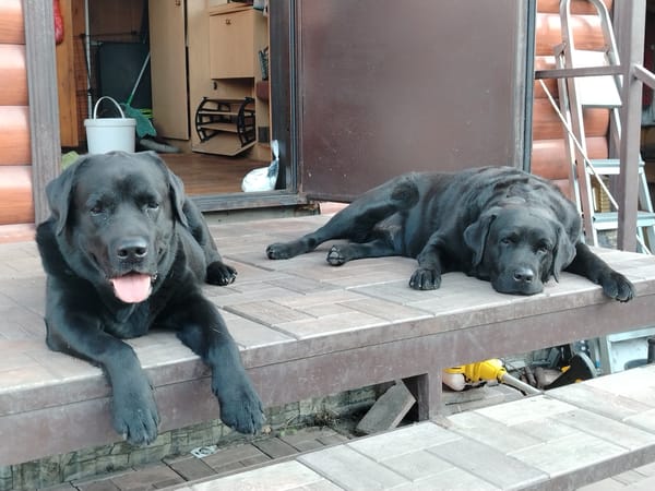 Dogs rest and play in residential yards in Рассвет, Russia