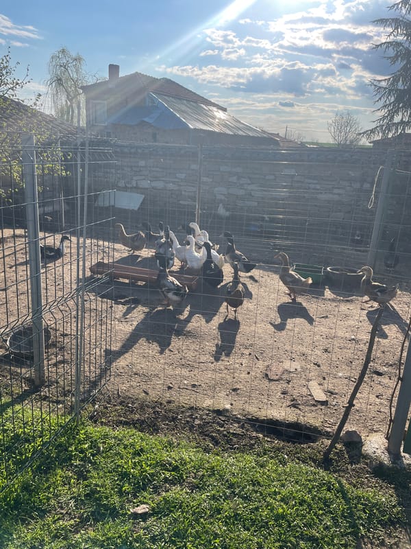 Farm animals observed in rural Bulgarian village