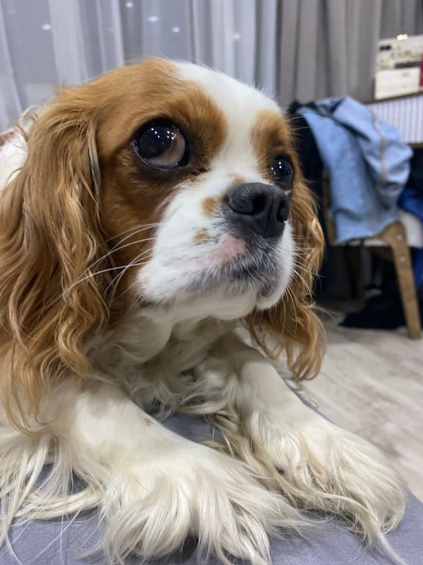 Cavalier King Charles Spaniel portraits alongside a city at dusk
