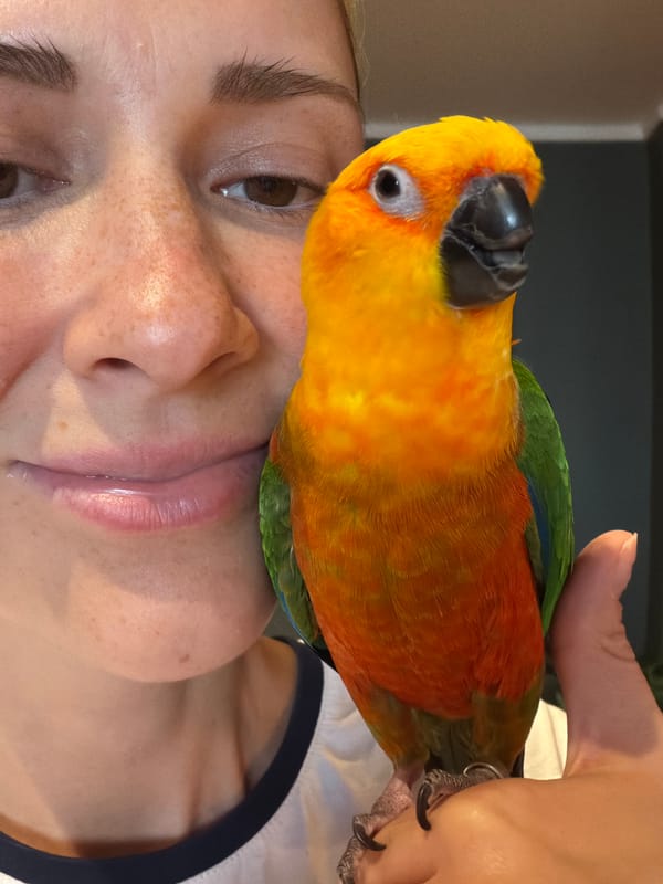 Sun conure parrot and stuffed animal collection, Khimki afternoon
