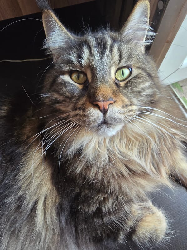 Cats photographed in various indoor poses over 48-minute span