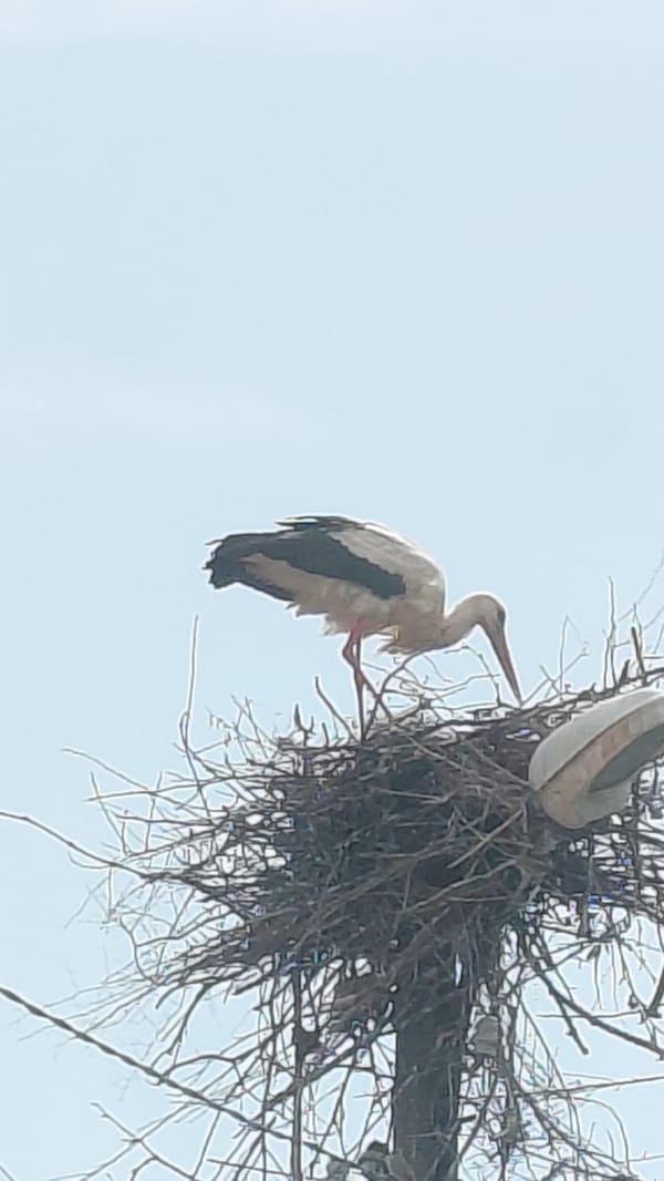 Storks observed at utility pole nest during morning hours