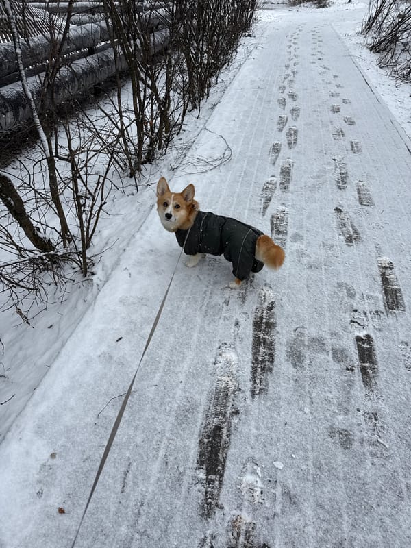 Corgi in winter coat walks snowy Votkinsk sidewalk