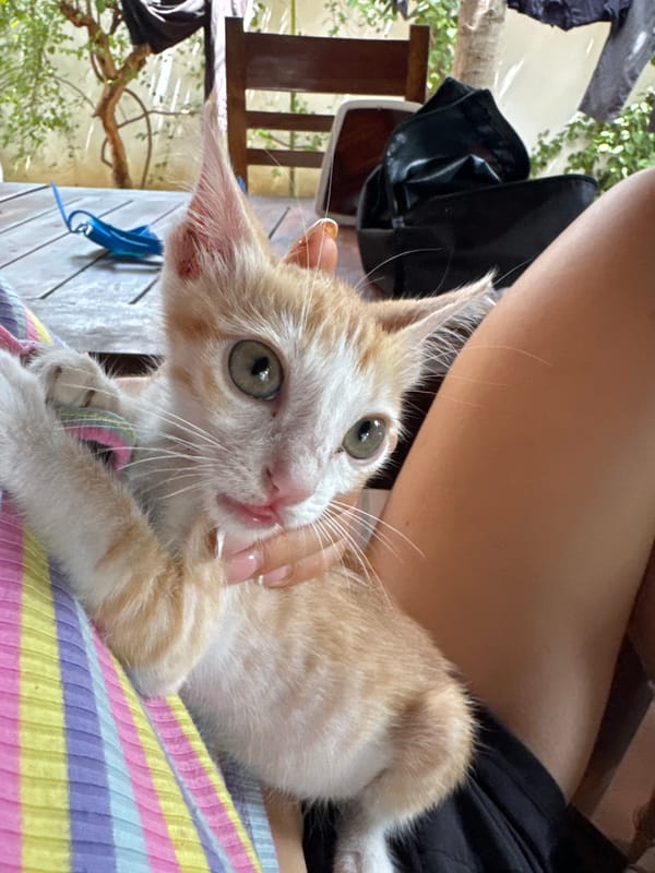 Lazy morning in Mũi Né with kittens, juice, and UNO