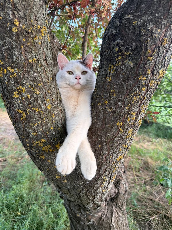 Cat naps on mossy branch under a cloud-filled Russian sky