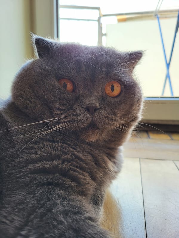 Grey cat portraits and urban scenes documented across 90 minutes