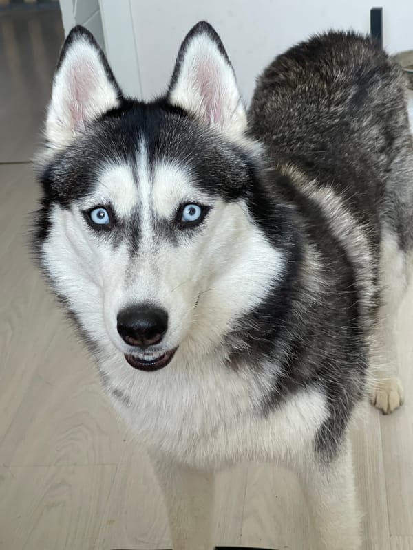 Pets and everyday moments at home in Samara