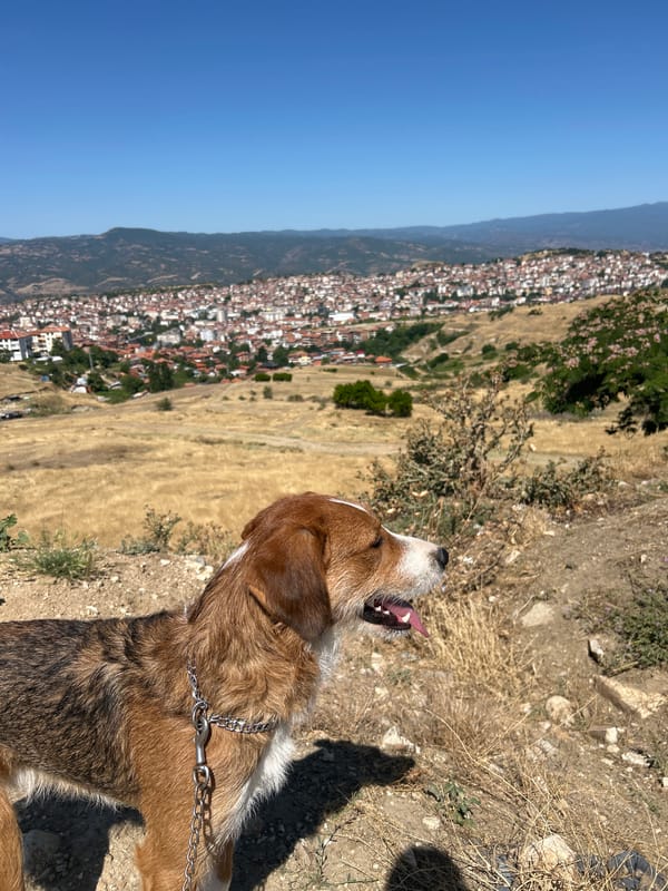 Chained dog on dry grass, Sandanski summer heat
