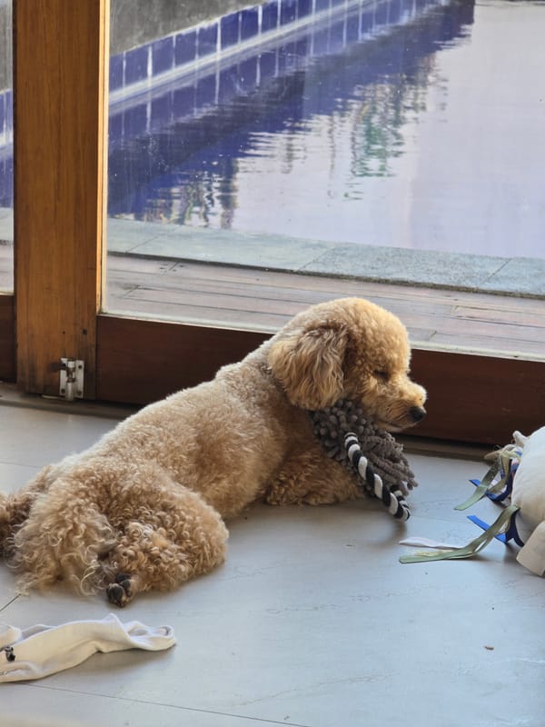 Poodle plays with toys on floor in North Kuta