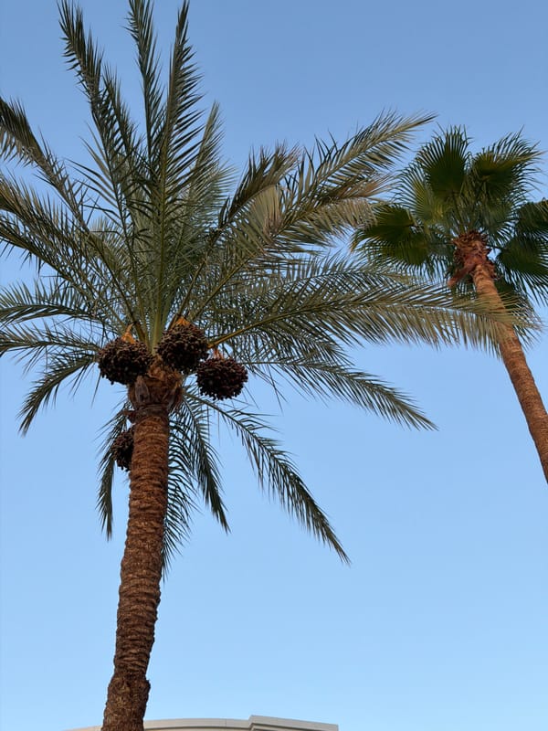 Lazy resort afternoon in Sharm El Sheikh, kittens and all