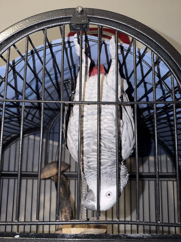 African Grey Parrot hangs upside down in Strasbourg cage