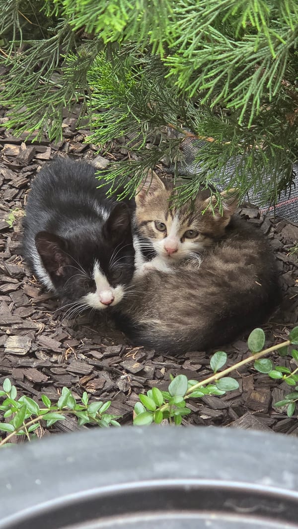 Two kittens napping on wood mulch in Bania, Bulgaria