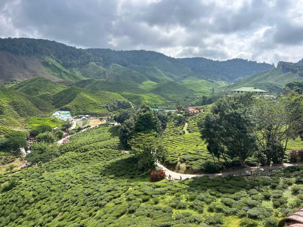 Cameron Highlands morning: tea fields, strawberries, and market scenes
