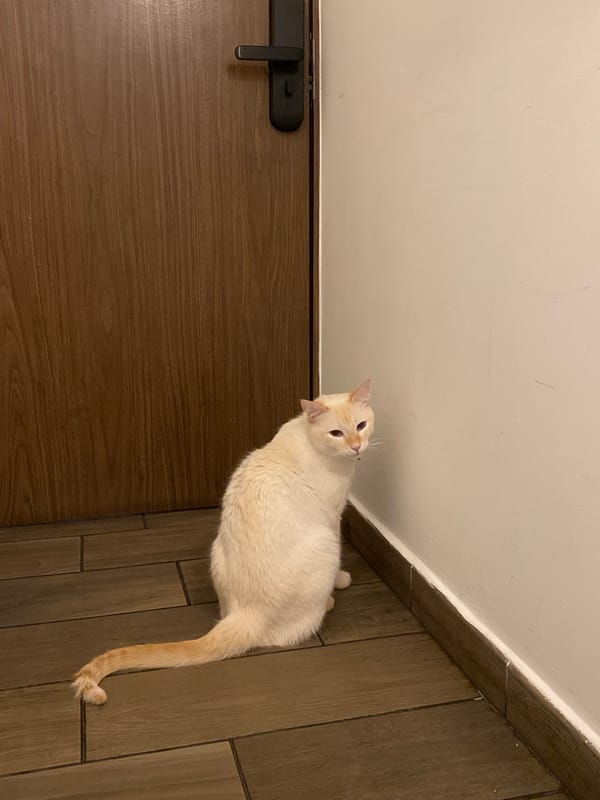 Siamese cat with orange markings observed in residential setting