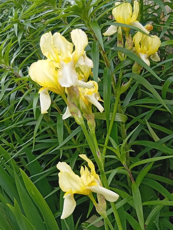 Summer garden flowers in full bloom, Krikliai, Lithuania