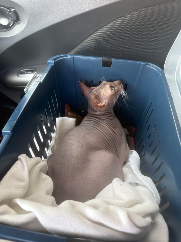 Hairless cat in carrier on passenger seat, Izhevsk