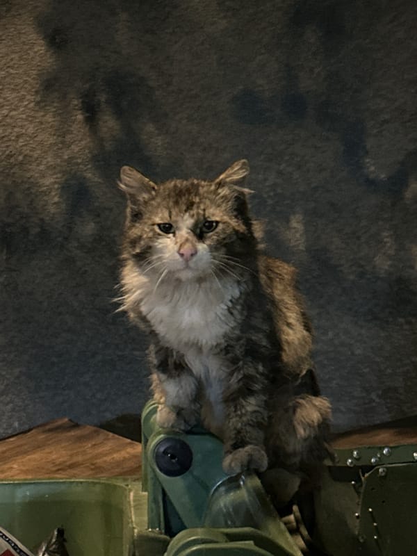 Cat and elderly woman spotted in separate Yerevan locations