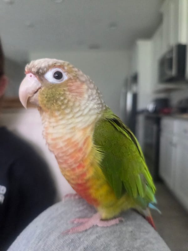 Conures, herons, and a can of condensed milk